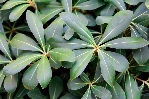велике зелене листя тропічної рослини
 - Фото, зображення