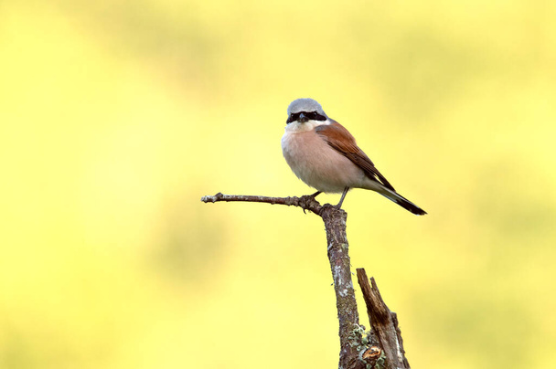 Male Red-backed shrike with the first light of dawn at his favorite watchtower in the breeding season - Zdjęcie, obraz