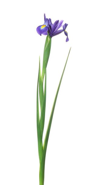 Beautiful iris isolated on white. Spring flower - Φωτογραφία, εικόνα