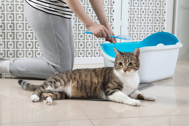 Woman cleaning cat litter tray in bathroom, closeup - Valokuva, kuva