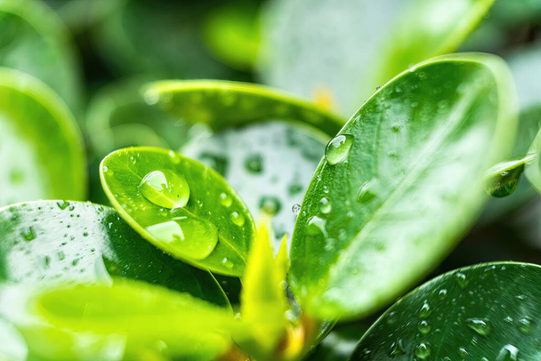 Макро крупный план Красивый свежий зеленый лист с каплей воды. - Фото, изображение
