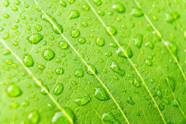 Macro gros plan de belle feuille verte fraîche avec une goutte d'eau fond naturel. - Photo, image