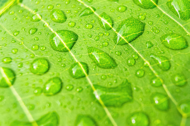 Macro closeup of Beautiful fresh green leaf with drop of water nature background. - 写真・画像