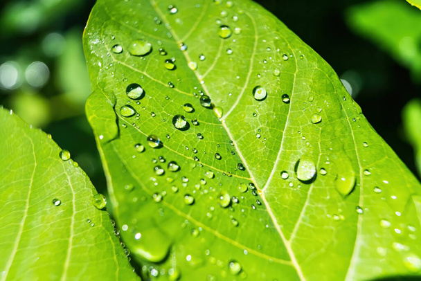 Macro closeup de bela folha verde fresca com gota de água natureza fundo. - Foto, Imagem
