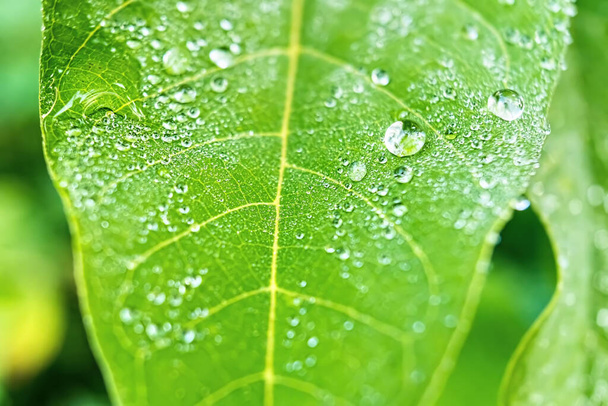 Макро крупный план Красивый свежий зеленый лист с каплей воды. - Фото, изображение