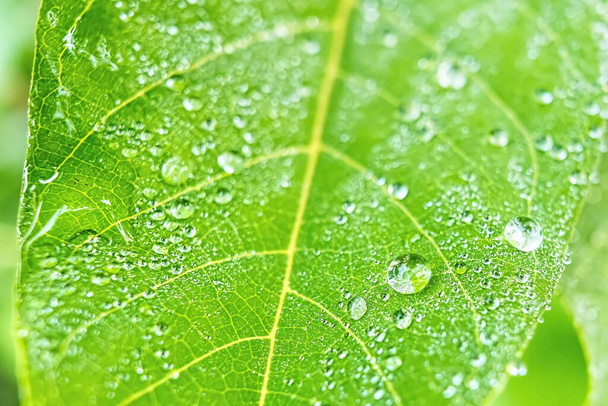 Makro zbliżenie Piękny świeży zielony liść z kroplą wody natura tło. - Zdjęcie, obraz