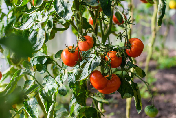 Los tomates rojos maduros cuelgan de una rama en el jardín. Tomates en el invernadero. Enfoque selectivo. - Foto, imagen