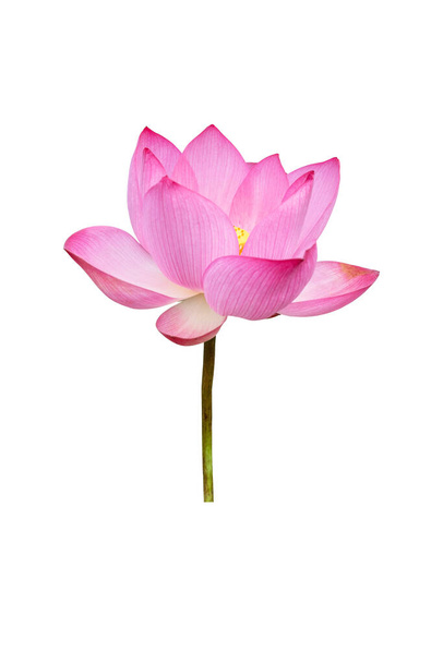 Lotusblume isoliert auf weißem Hintergrund. Datei enthält mit Clipping-Pfad so einfach zu bearbeiten. - Foto, Bild