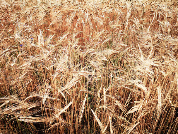 grain dans un champ agricole et le soleil - Photo, image