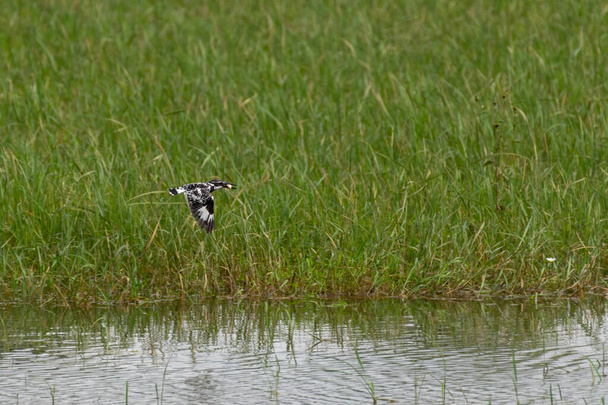 Ένα μακρινό σουτ ενός Pied Kingfisher (Ceryle rudis), που πετάει μακριά με την ψαριά του κρατημένη σταθερά στο ράμφος του. - Φωτογραφία, εικόνα