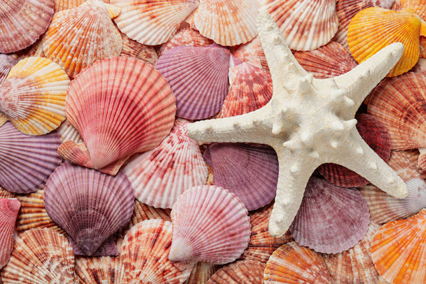 Beautiful sea shells and starfish as background, top view - Valokuva, kuva