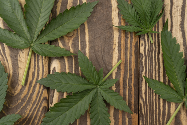 CBD Bella cannabis verde di sfondo. Medical Legal Marijuana, foglia di cannabis su un vecchio tavolo di legno - Foto, immagini