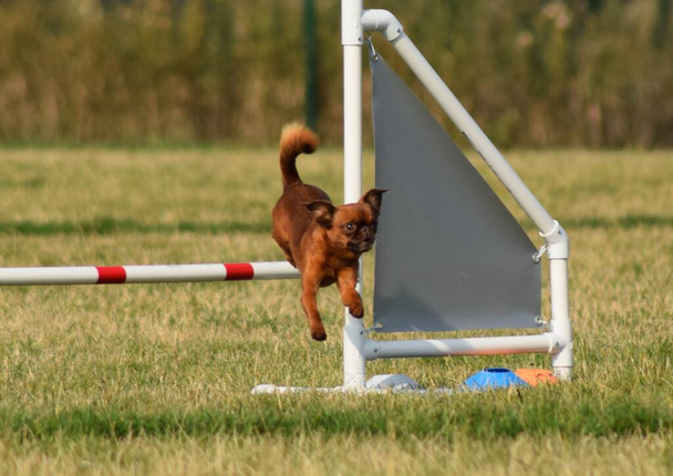 Il cane sta correndo in agilità. Serata incredibile, ostacolo con allenamento privato di agilità per una competizione sportiva - Foto, immagini