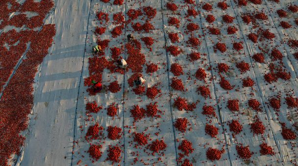 Еникент - Измир - Турция 12 августа 2021 года Нижняя деревня Крклар, подготовка к зимним процессам сушки помидоров. - Фото, изображение