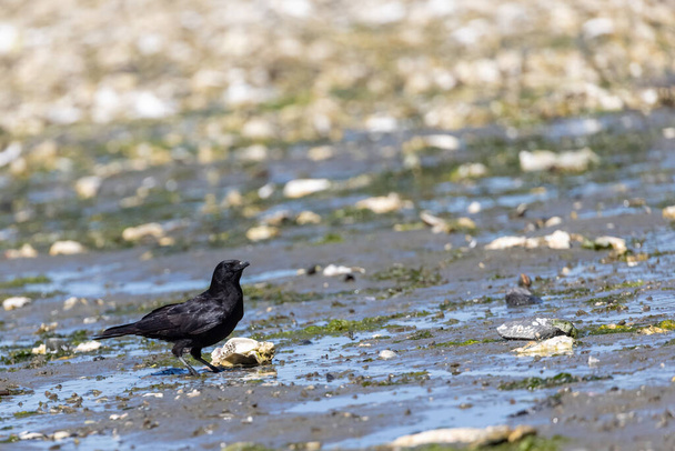 solo pájaro negro vagando alrededor de una playa - Foto, Imagen