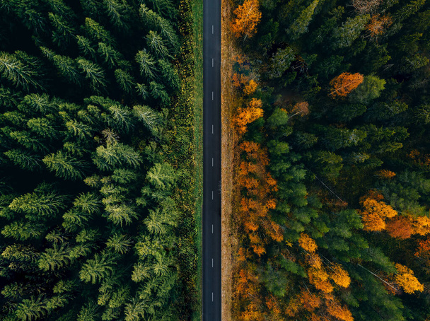 Letecký pohled na dálniční silnici lesem v létě a na podzim nebo na podzim. - Fotografie, Obrázek