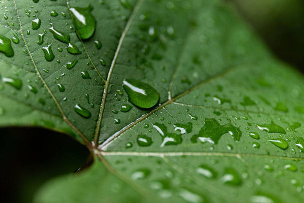 Зеленый лист с капельками воды, макро, природный фон
 - Фото, изображение