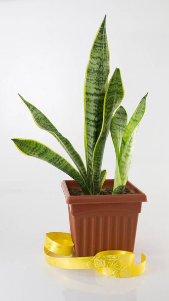 Сансевиерия Трифасциата, змеиное растение, язык свекрови на белом фоне с подарочной лентой. - Фото, изображение