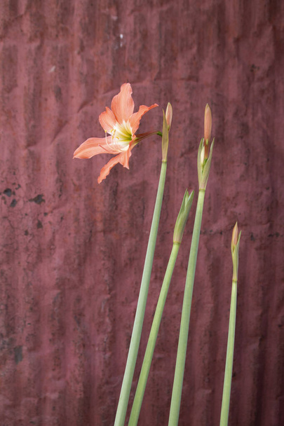 Hippeastrum or Amaryllis flower , Orange amaryllis flower isolated on rustic background - Photo, Image