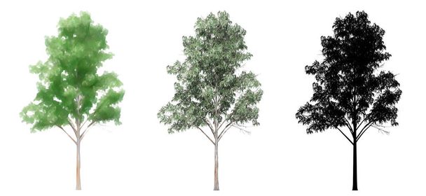 Set or collection of Blue Gum trees, painted, natural and as a black silhouette on white background. Concept or conceptual 3d illustration for nature, ecology and conservation, strength, endurance, beauty - Photo, Image