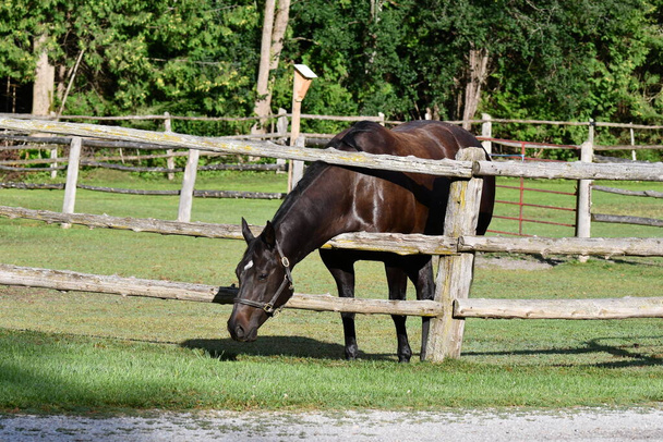 Koně sahají přes cedrový plot, aby se dostali k zelenější trávě na druhé straně plotu. - Fotografie, Obrázek