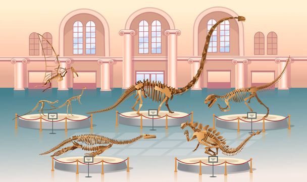 Saal des paläontologischen Museums mit Dinosaurierskeletten. Große Menge Dinosaurierskelette. Archäologische Ausstellung.Vektorillustration - Vektor, Bild