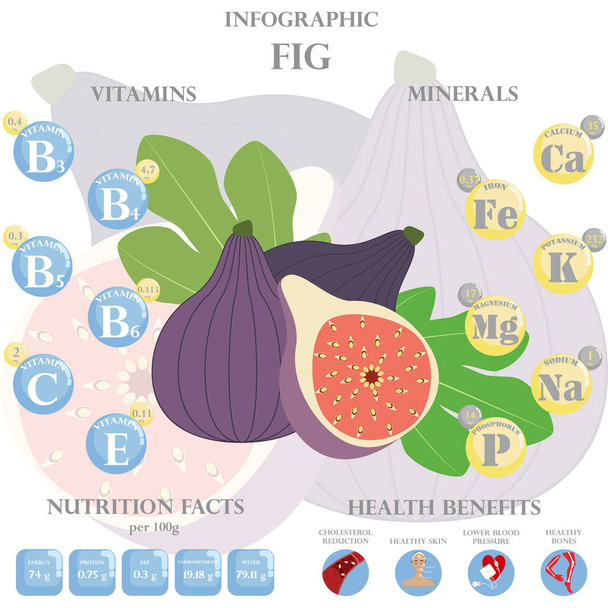 Infographic about nutrients in fig. Vektorové ilustrace fíků, vitamínů, ovoce, zdravého jídla, živin, stravy. Vitamíny a minerály. Zdravotní přínosy fíku. - Vektor, obrázek