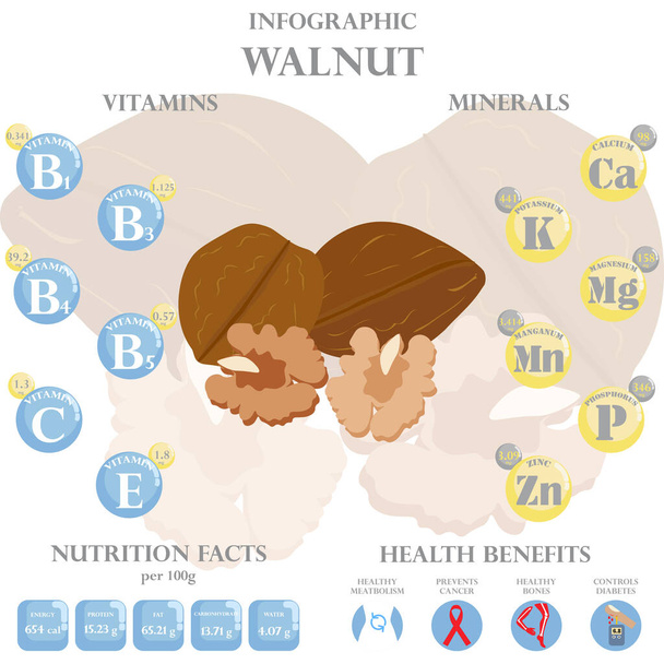Infographic about nutrients in walnut. Vector illustration of walnut, vitamins, nuts, healthy food, nutrient, diet. Vitamins and minerals. Health benefits of walnut. - Vector, Image