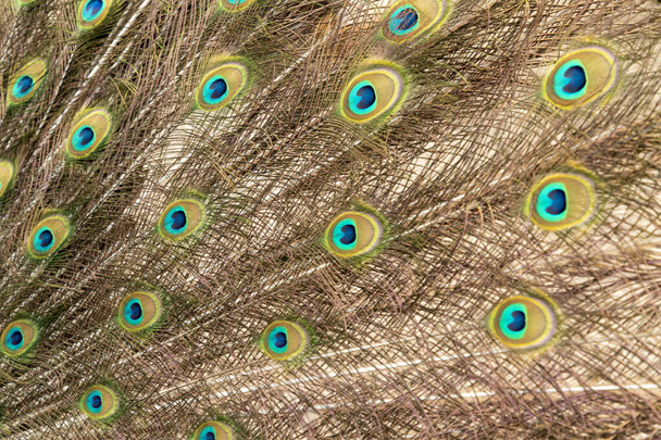 野生のカラフルな羽を持つ孔雀 - 写真・画像