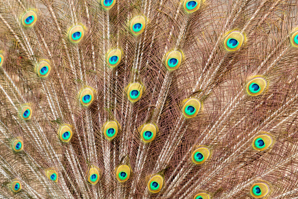 Pauw met zijn kleurrijke veren in het wild - Foto, afbeelding