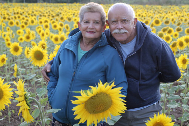 ひまわり畑に立つ美しい老夫婦の肖像画 - 写真・画像