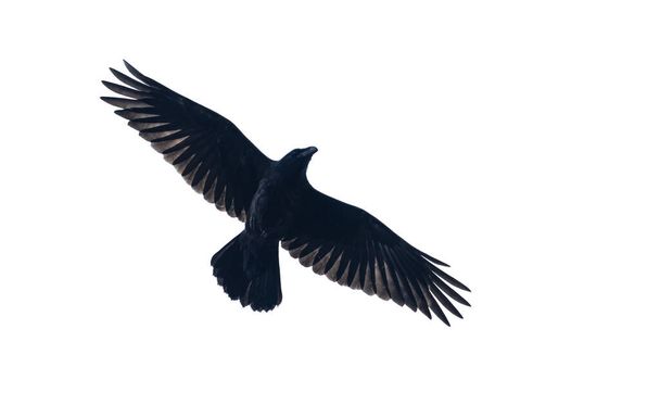 Cuervo negro aislado sobre fondo blanco
 - Foto, Imagen