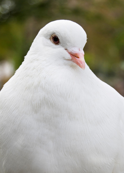 Guarda di piccione bianco
 - Foto, immagini