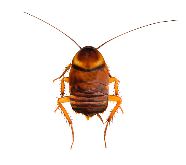 Cucaracha muerta aislada sobre un fondo blanco - Foto, Imagen