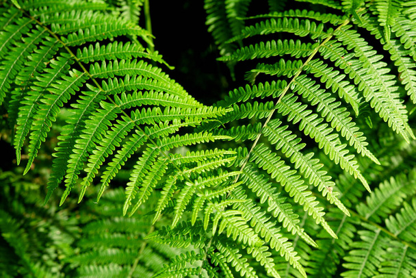 fondo de dos hojas de helecho verde - Foto, Imagen