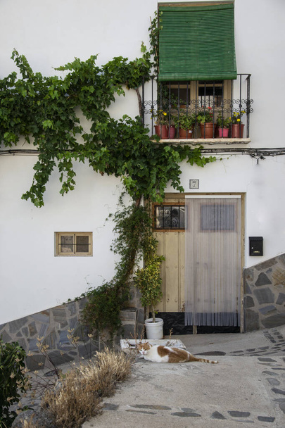 Bianco e ardesia facciata della casa imbiancata nella città di Laroles in Alpujarra con pianta rampicante, balcone con vasi da fiori, tenda verde e un gatto bianco e arancione a terra - Foto, immagini