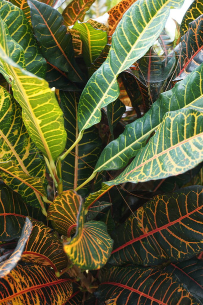 Codiaeum variegatum (Croton, Variegated Laurel, Garden Croton, Orange Jessamine, puring) in the garden. Exotic botanical tropical green plants with wide and colorful leaves in a close-up shot. - Photo, Image