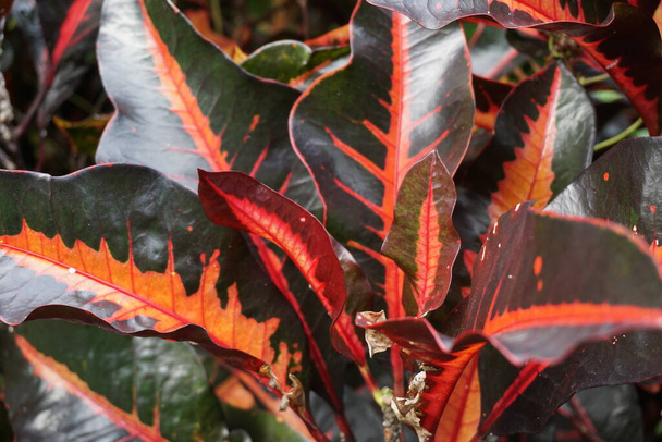 Codiaeum variegatum (Croton, Variegated Laurel, Garden Croton, Orange Jessamine, puring) w ogrodzie. Egzotyczne botaniczne tropikalne zielone rośliny z szerokimi i kolorowymi liśćmi w ujęciu z bliska. - Zdjęcie, obraz