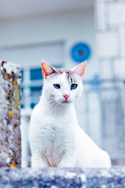 Gato salvaje blanco sentado en una pared  - Foto, imagen