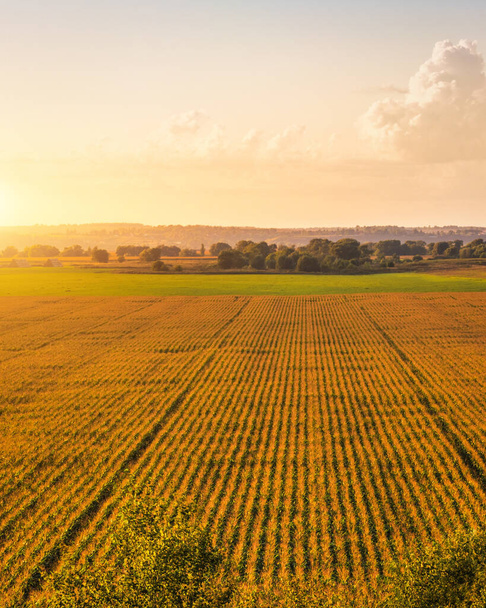 Top view to the rows of young corn in an agricultural field at sunset or sunrise. Rural landscape. - Fotoğraf, Görsel