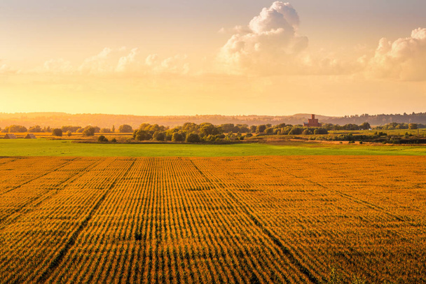 Blick von oben auf die Reihen jungen Mais in einem landwirtschaftlichen Feld bei Sonnenuntergang oder Sonnenaufgang. Ländliche Landschaft. - Foto, Bild