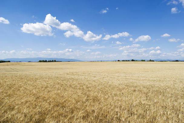 Agricultural landscape - Photo, Image