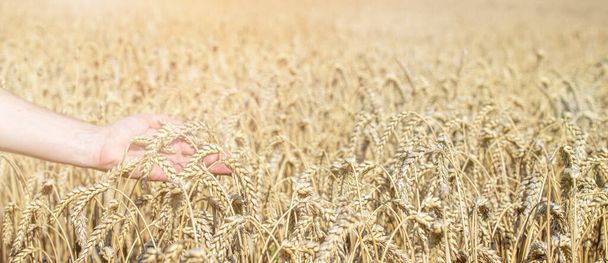 elinde altın buğday - Fotoğraf, Görsel