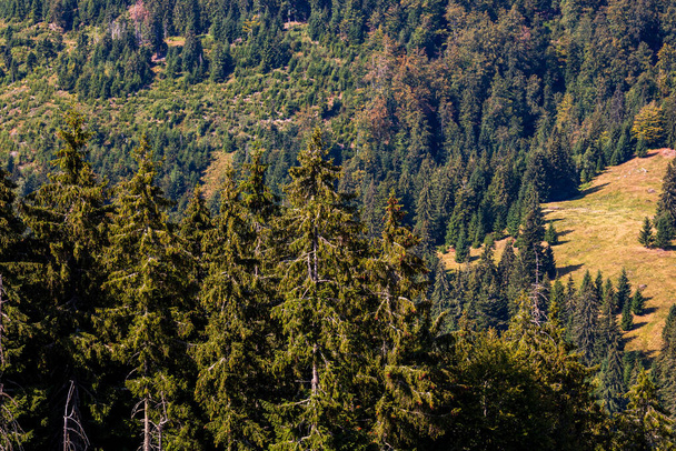 Bosque de montaña verde paisaje. hermosa naturaleza con prados alpinos en Bihor, Rumania. - Foto, Imagen