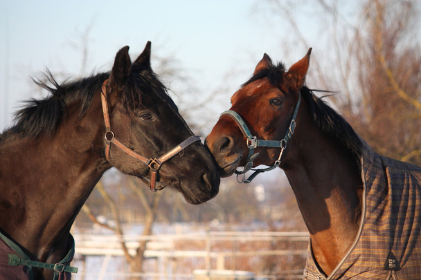 Dois cavalos castanhos a brincar juntos
 - Foto, Imagem