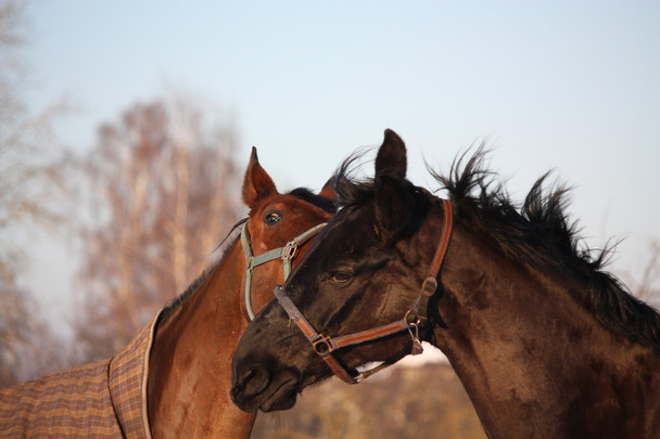zwei braune Pferde spielen zusammen - Foto, Bild