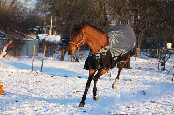 Cavalo castanho de casaco correndo
  - Foto, Imagem