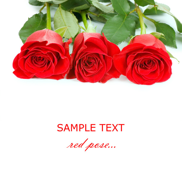 Red rose isolated on white background - Foto, Bild