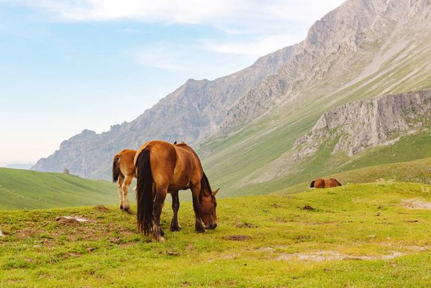 herd of wild horses grazing peacefully and free on the mountain. - Foto, imagen