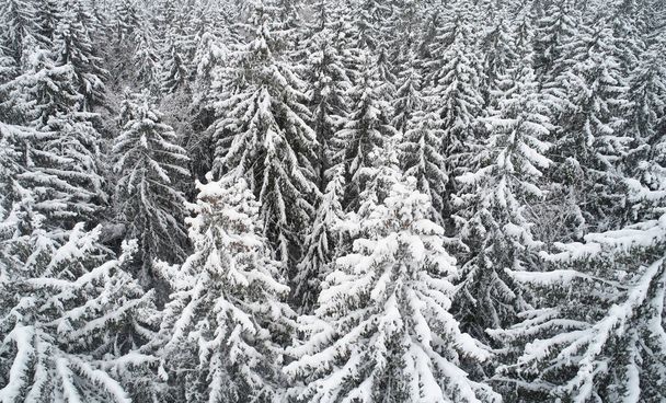 Pattern of fir trees under snow aerial drone view. Christmas background theme - Photo, Image